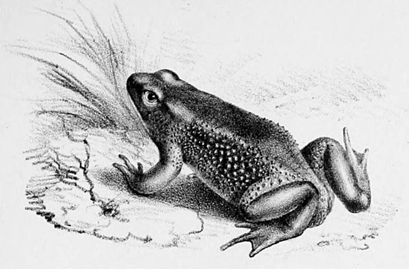 Atelopus ignescens. Wikimedia Commons